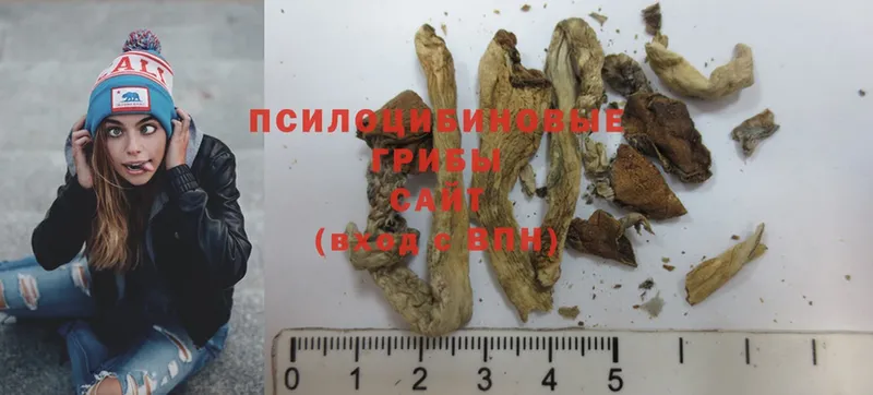 блэк спрут ТОР  Белореченск  Псилоцибиновые грибы Psilocybine cubensis 